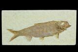Fossil Fish (Knightia) - Green River Formation #122801-1